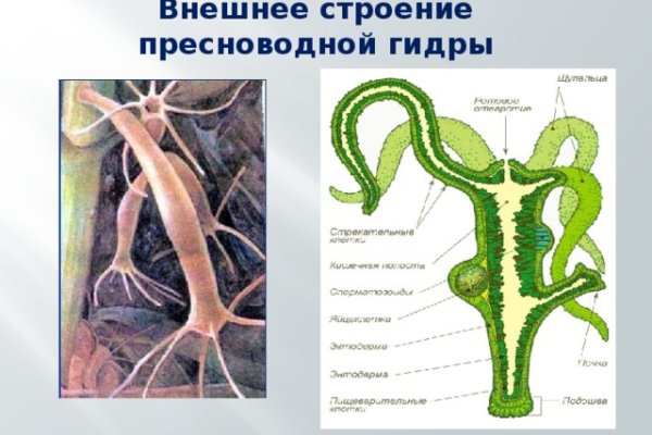 Значок кракена маркетплейса